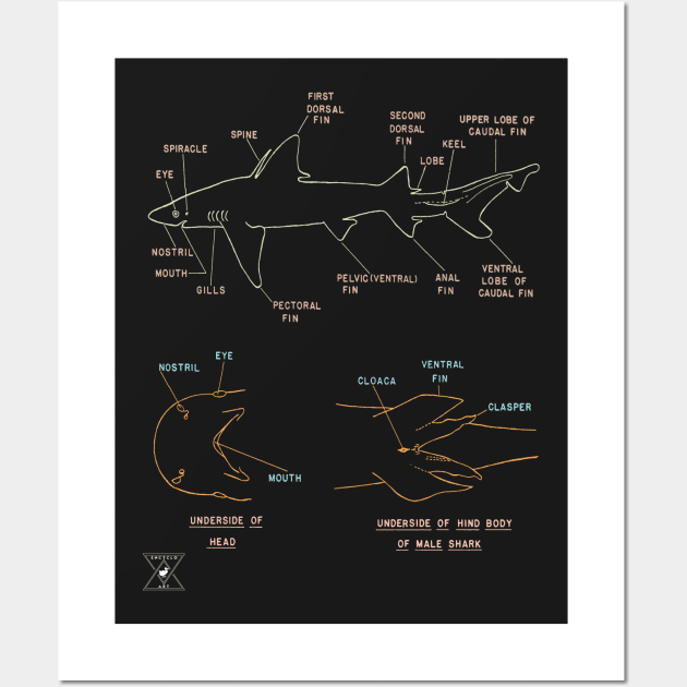 Shark Anatomy | Oceanography Science Fish Wall Art by encycloart